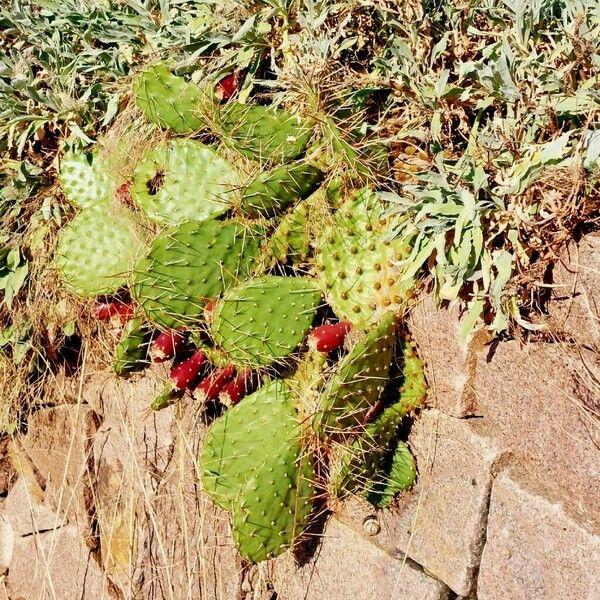 Opuntia phaeacantha Folla