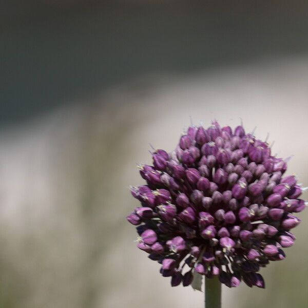 Allium atroviolaceum Floare