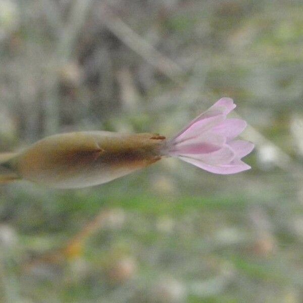 Petrorhagia prolifera Blomma