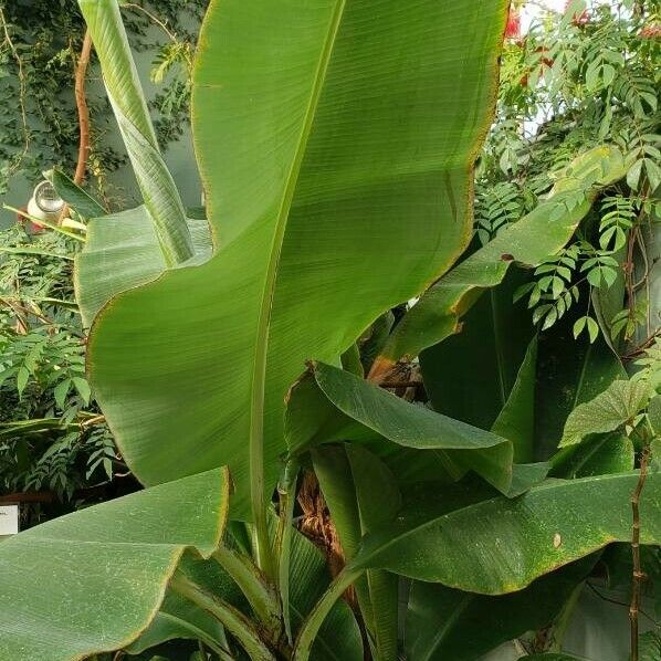 Musa acuminata Elinympäristö