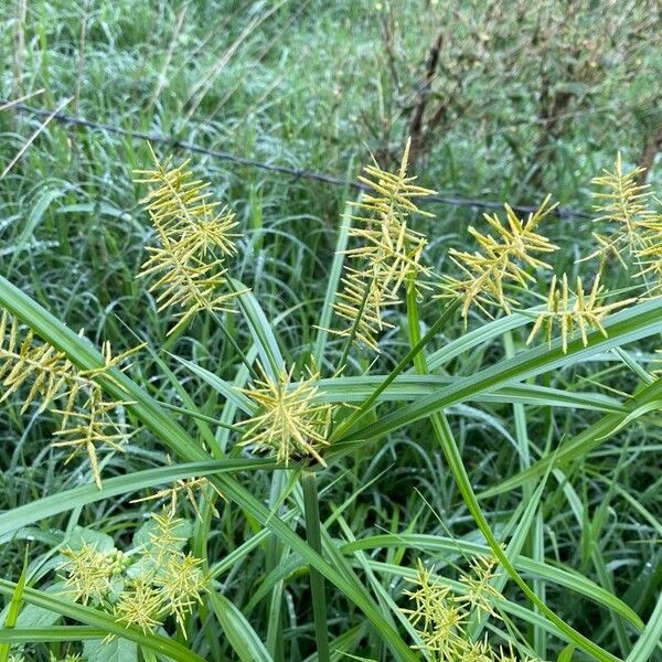 Cyperus esculentus Blüte