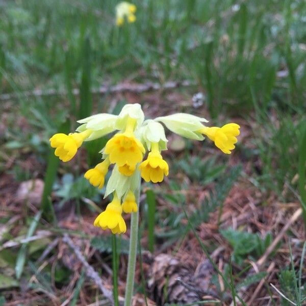 Primula veris Кветка