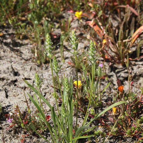 Plantago aristata Habit