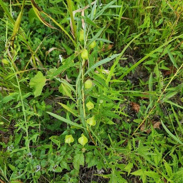 Ludwigia alternifolia Ліст