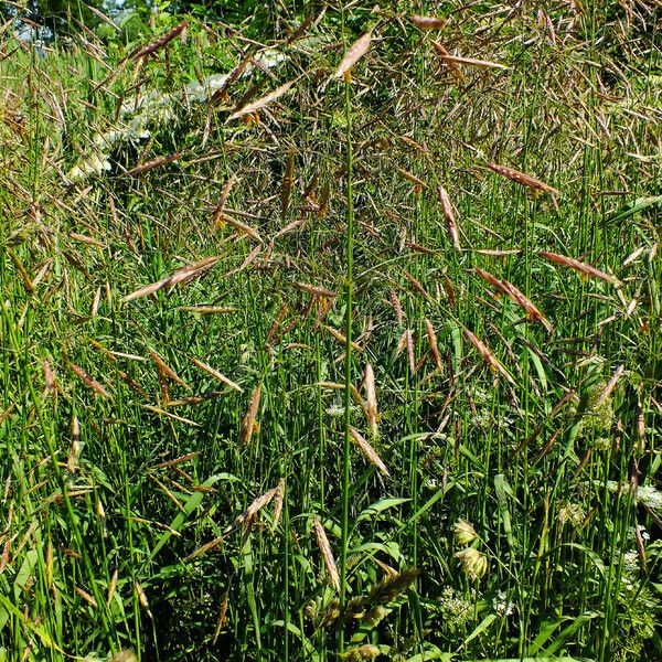 Bromus inermis Λουλούδι