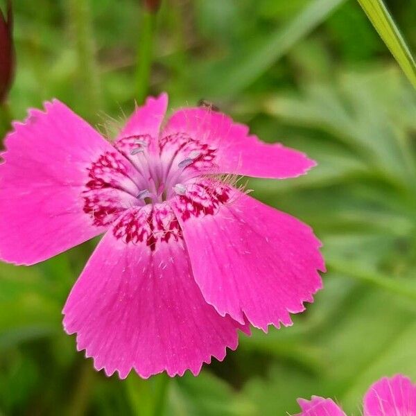 Dianthus alpinus Fleur