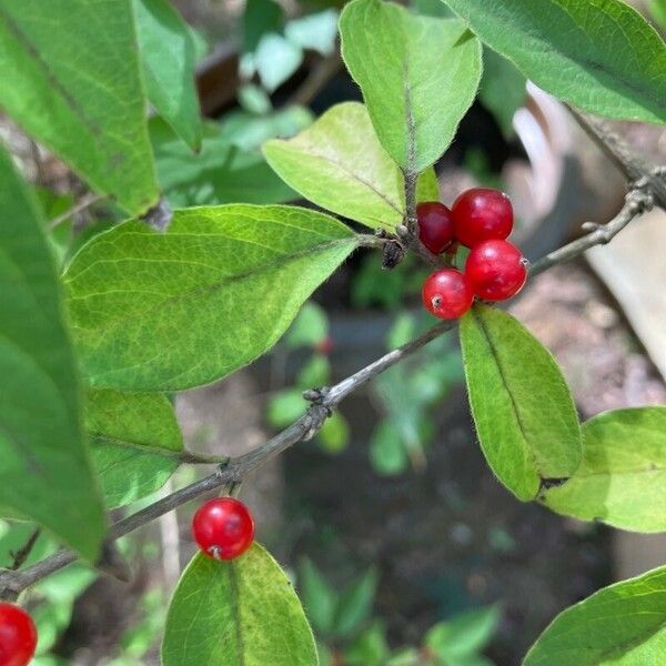 Lonicera maackii Froito