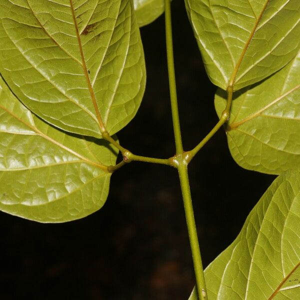 Bignonia aequinoctialis Fulla