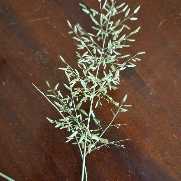 Eragrostis minor Froito
