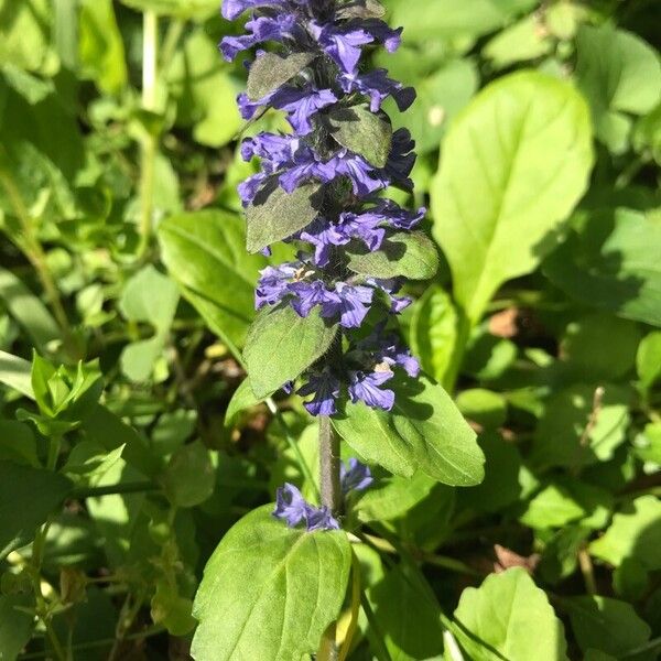 Ajuga genevensis Blad