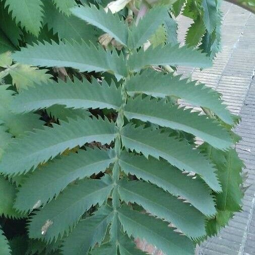 Melianthus major Fulla