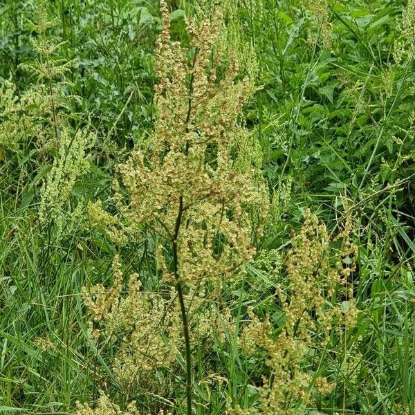 Rumex thyrsiflorus Fruto