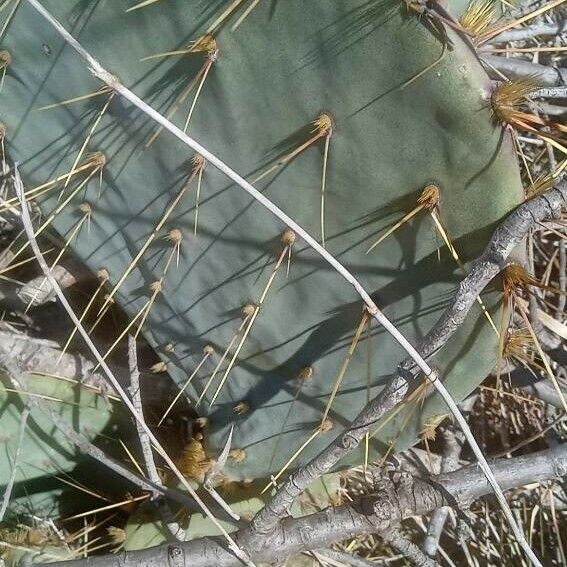 Opuntia engelmannii Folha