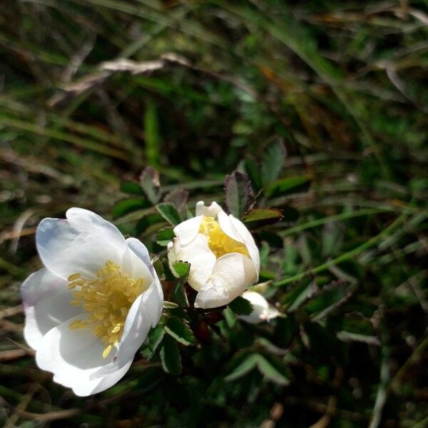 Rosa spinosissima Blüte