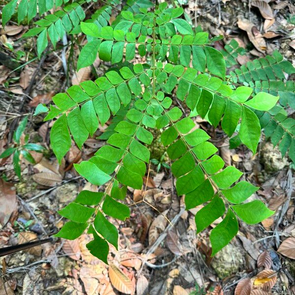 Archidendron clypearia Blad