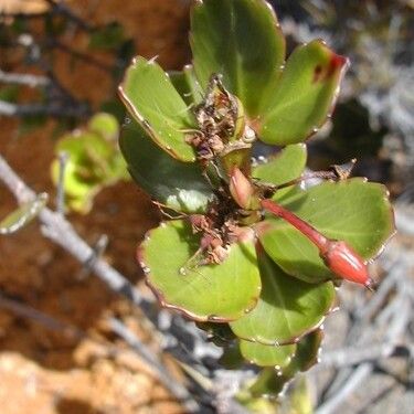 Cunonia pseudoverticillata