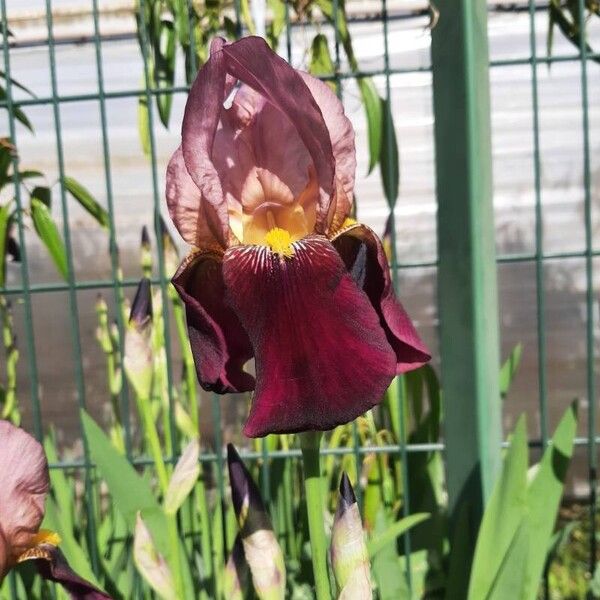 Iris × germanica Blomst