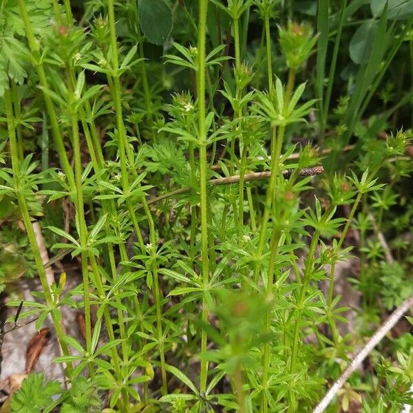 Galium spurium फूल