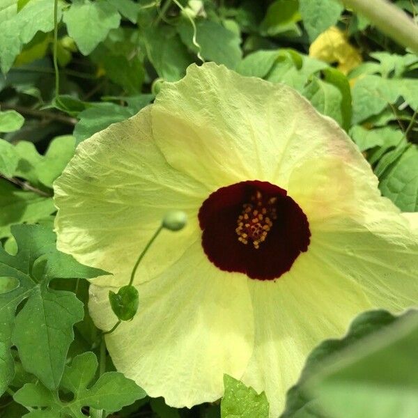 Hibiscus surattensis Blomma