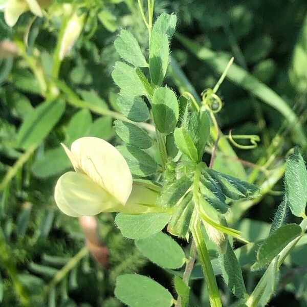 Vicia hybrida Flower