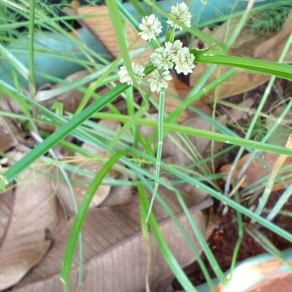 Cyperus luzulae Virág