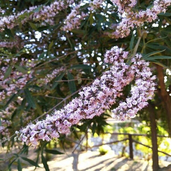 Buddleja alternifolia Flor