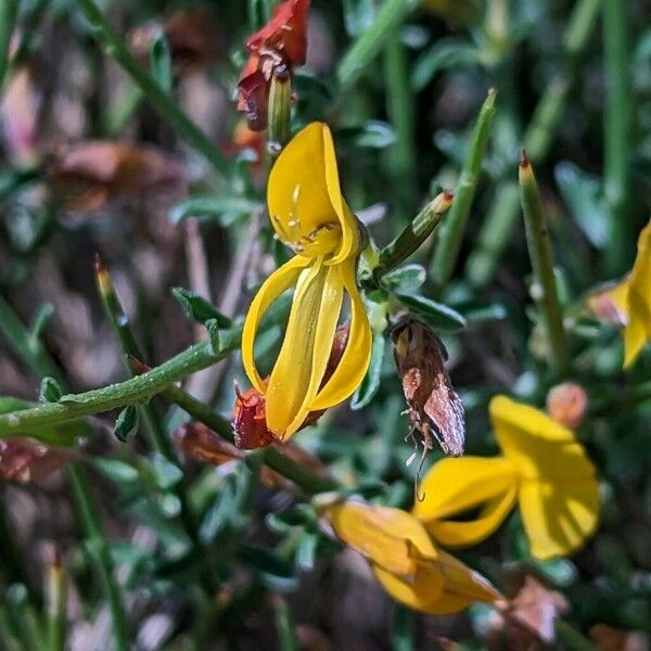 Genista salzmannii Flor