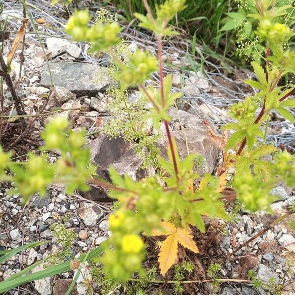 Potentilla supina Õis