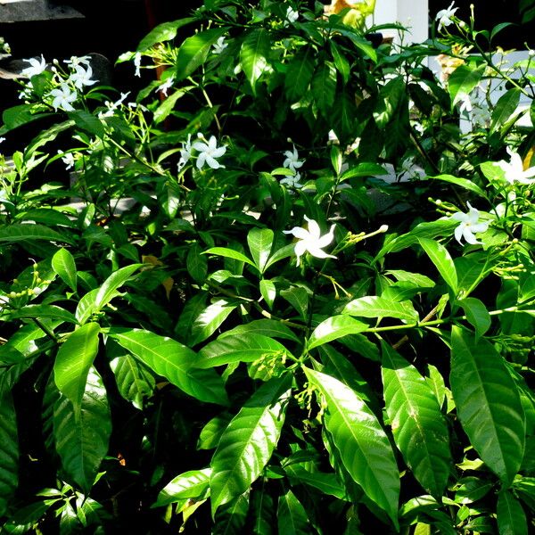Tabernaemontana coffeoides Plante entière