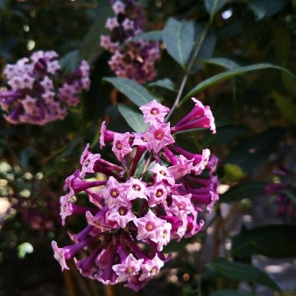 Cestrum elegans Fiore