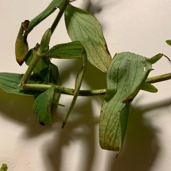 Hypericum hirsutum Leaf