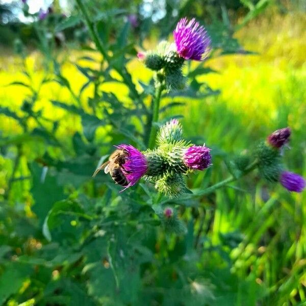 Carduus acanthoides Blomst