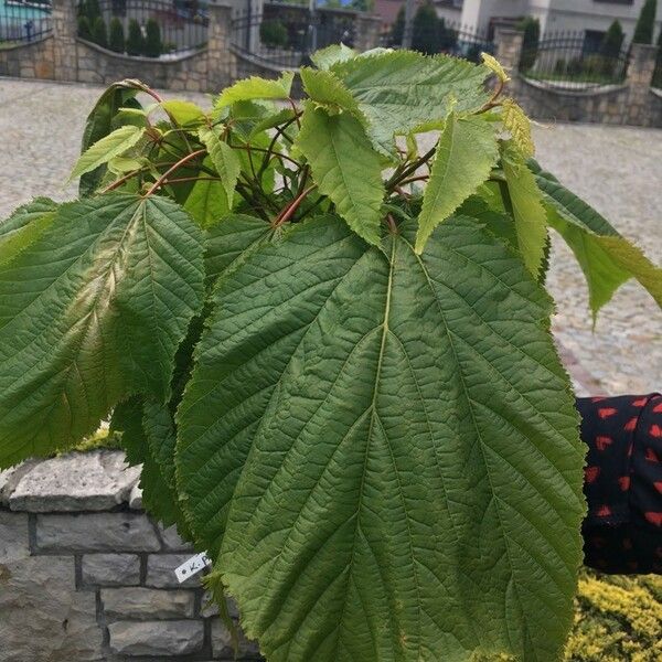 Acer pensylvanicum Leaf