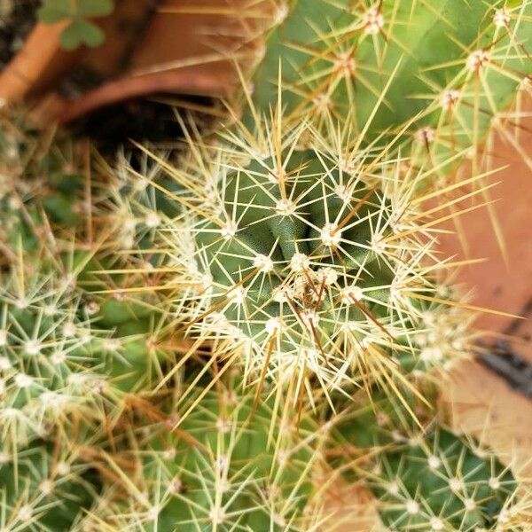 Echinocereus triglochidiatus Leaf