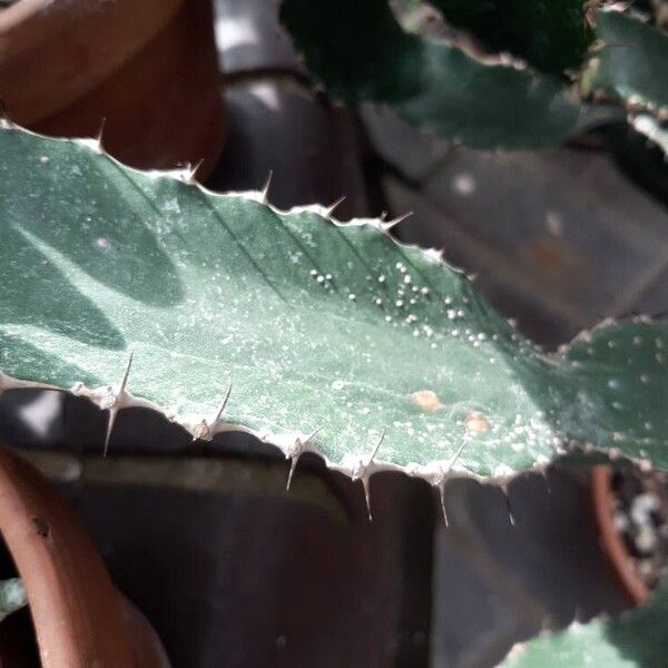 Euphorbia triangularis Folha