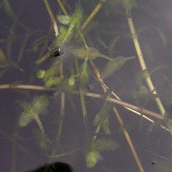 Lemna trisulca Leaf