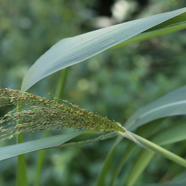 Melinis minutiflora Blüte