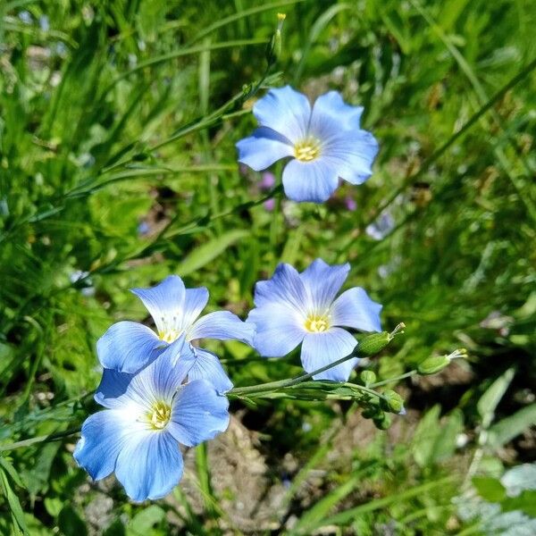 Linum alpinum Fleur