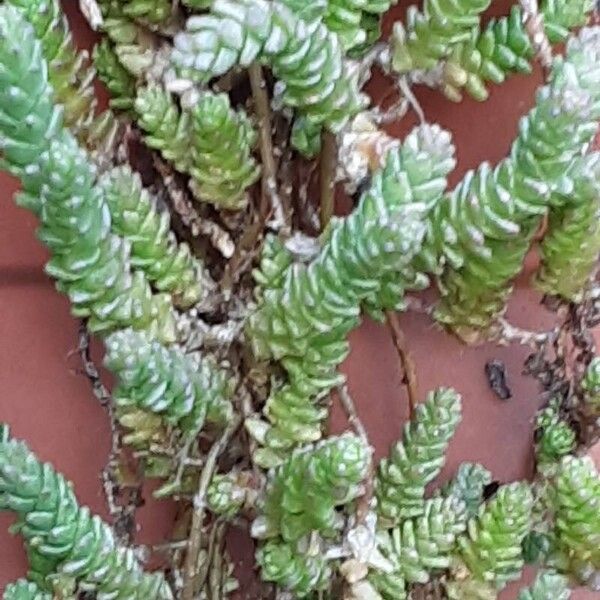 Sedum sexangulare Φύλλο