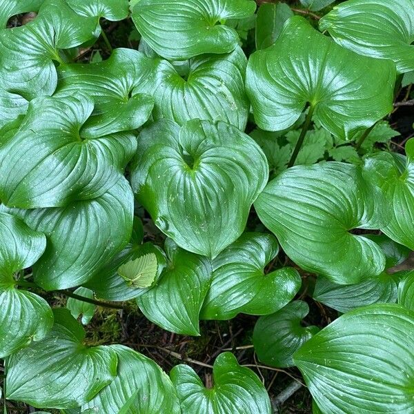 Maianthemum dilatatum Blad