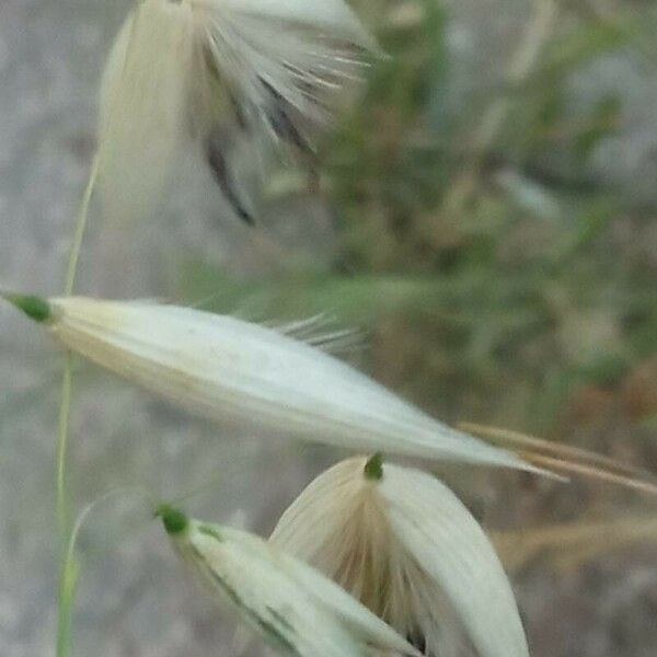 Avena sterilis Frutto