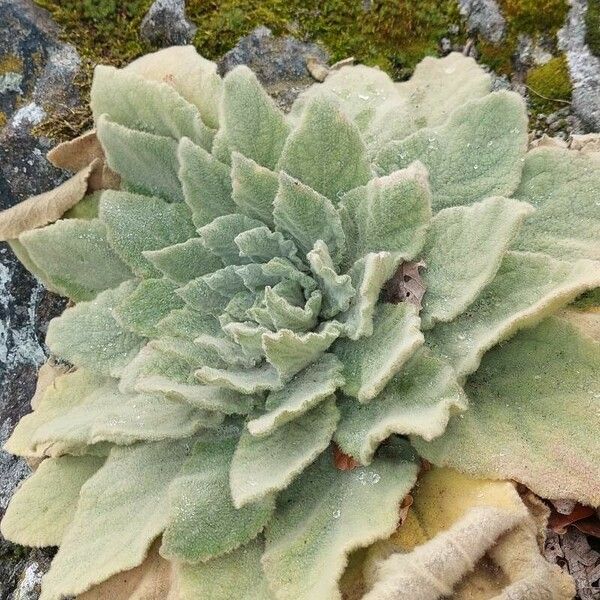 Verbascum phlomoides 葉