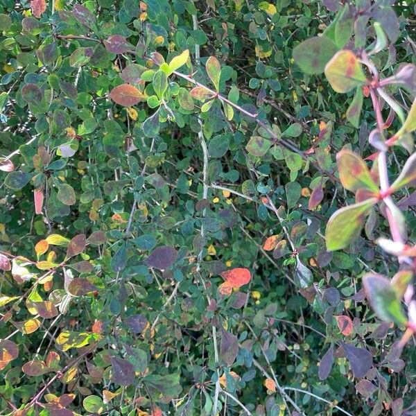 Berberis thunbergii पत्ता