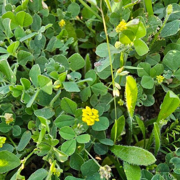 Medicago lupulina Fiore