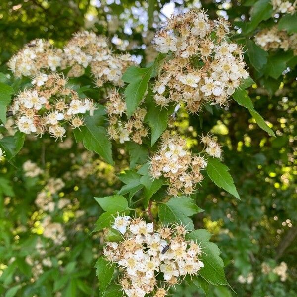 Crataegus phaenopyrum Квітка