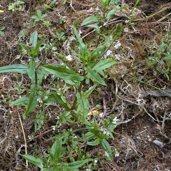 Veronica catenata Tervik taim