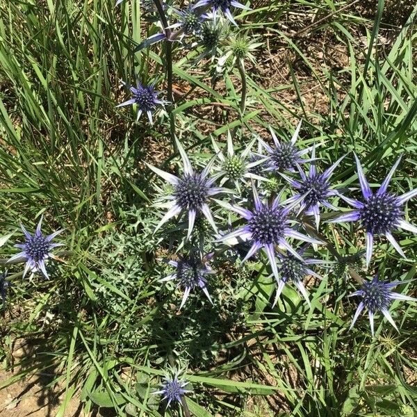 Eryngium bourgatii Žiedas