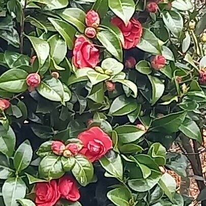 Camellia japonica ᱵᱟᱦᱟ