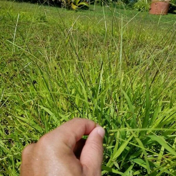 Paspalum conjugatum Habitus