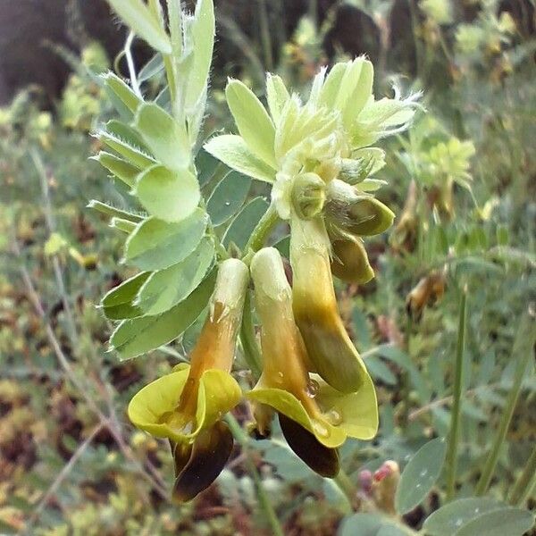 Vicia melanops Floare